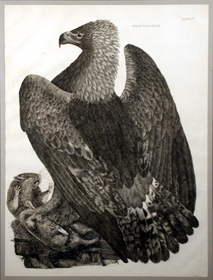 Lot 70 - Artist Unknown [EAGLE STUDIES] Four etchings...