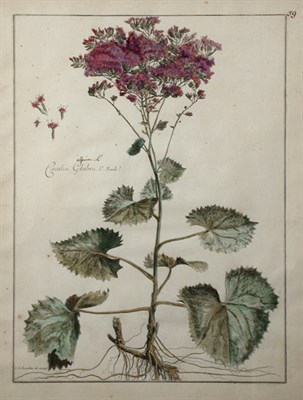 Lot 65 - After Nicolas Robert [FLORAL STUDIES] Four...