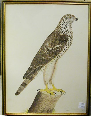 Lot 86 - Artist Unknown [BIRDS OF PREY] Three...