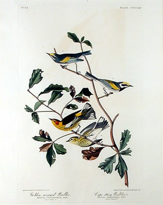 Lot 59 - After John James Audubon GOLDEN-WINGED WARBLER,...