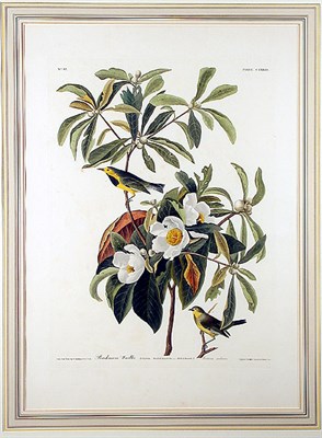 Lot 55 - After John James Audubon BACHMAN'S WARBLER...