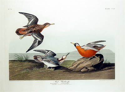 Lot 56 - After John James Audubon RED PHALAROPE...