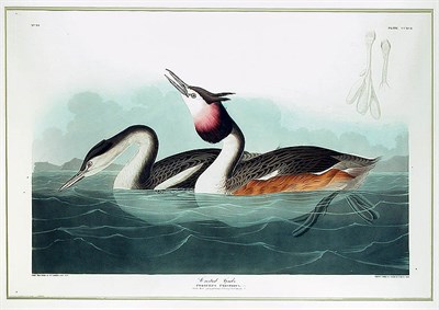 Lot 57 - After John James Audubon CRESTED GREBE...
