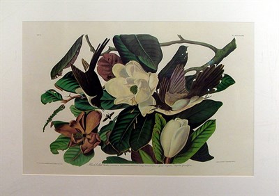 Lot 64 - After John James Audubon BLACK-BILLED CUCKOO...