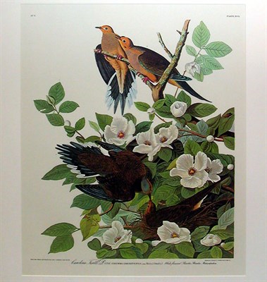 Lot 71 - After John James Audubon CAROLINA TURTLE DOVE...