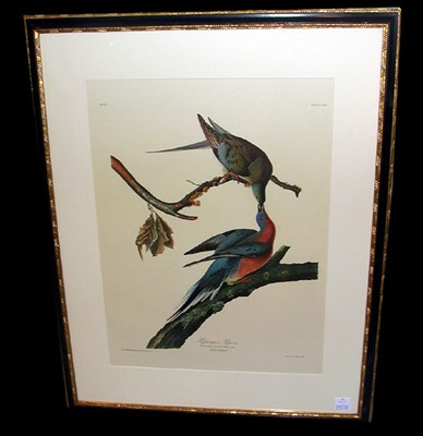 Lot 77 - After John James Audubon PASSENGER PIGEON...