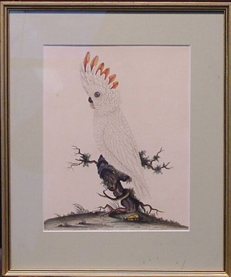 Lot 39 - Manner of William Hayes COCKATOO ON A BRANCH...