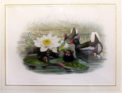 Lot 83 - John Gould PETROICA FUSCA Hand-colored...