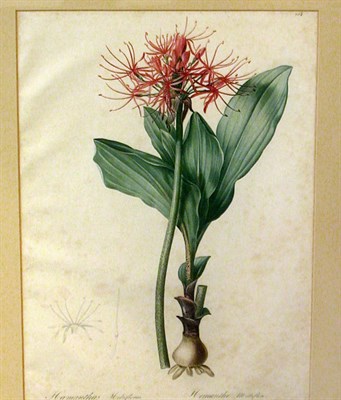 Lot 80 - After Pierre-Joseph Redoute HAEMANTHUS...