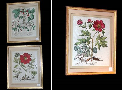 Lot 101 - Basilius Besler FRAGA FRUCTU MAGNO; PAEONIA...