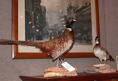 Lot 210A - Two Stuffed Birds