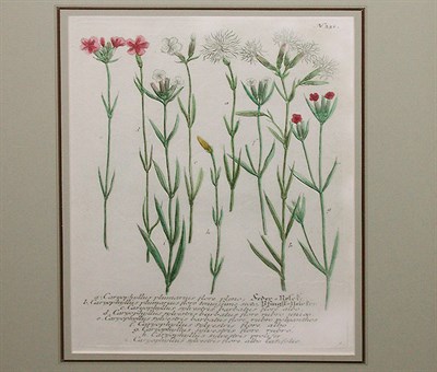 Lot 93 - After Johann Weinmann [FLORAL STUDIES] Two...