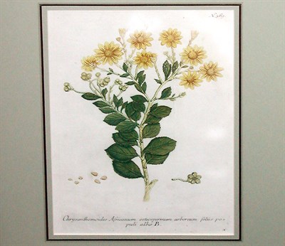 Lot 99 - After Johann Weinmann [FLORAL STUDIES] Two...