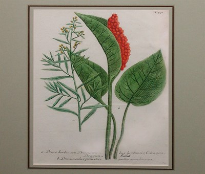 Lot 114 - After Johann Weinmann [FLORAL STUDIES] Two...