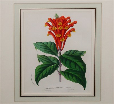 Lot 104 - Louis Van Houte [FLOWERS] Two color...