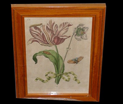 Lot 74 - Artist Unknown [INSECTS AND FLOWERS]...