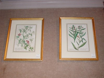 Lot 75 - After Johann Weinmann [FLORAL STUDIES] Two...