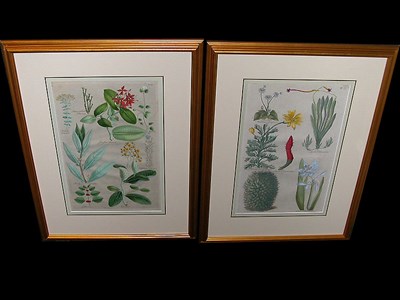 Lot 87 - Sir John Hill [FLORAL STUDIES] Two...