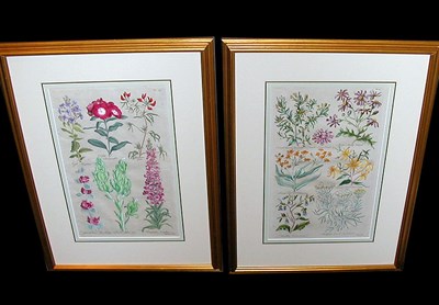 Lot 79 - Sir John Hill [FLORAL STUDIES] Two...