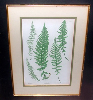 Lot 88 - Henry Bradbury, lithographer [FERN STUDIES]...