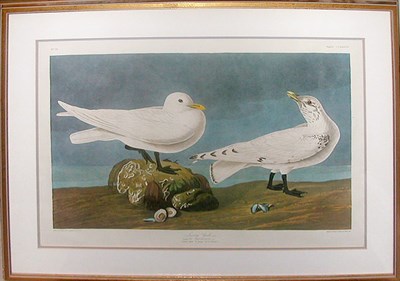 Lot 73 - After John James Audubon IVORY GULL Color...