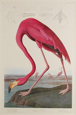 Lot 48 - After John James Audubon AMERICAN FLAMINGO...