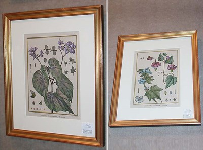 Lot 84 - Scottaglia BEGONIA and PAVONIA Two...