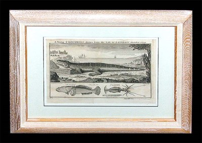 Lot 52 - C. Lemperiere A YOUNG CROCODILE and A YOUNG...