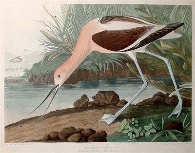Lot 40 - After John James Audubon AMERICAN AVOCET...