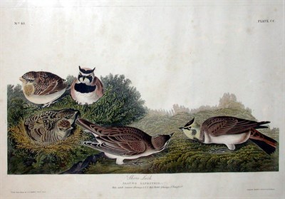 Lot 37 - After John James Audubon SHORE LARK...