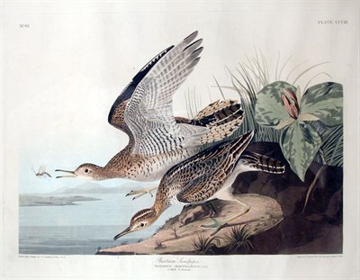 Lot 39 - After John James Audubon BARTRAM SANDPIPER...