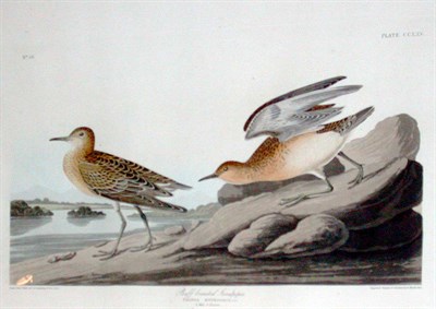 Lot 38 - After John James Audubon BUFF BREASTED...