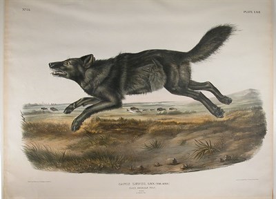 Lot 42 - After John James Audubon BLACK AMERICAN WOLF...