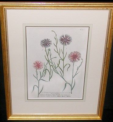 Lot 81 - After Johann Weinmann [FLORAL STUDIES] Two...