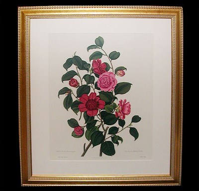 Lot 70 - After Clara Maria Pope BUFF OR HUMES BLUSH...