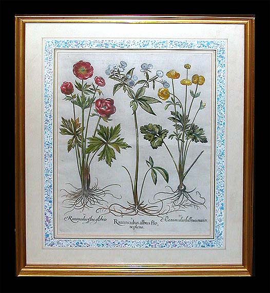 Lot 46 - Basilius Besler RANUNCULUS ALBUS FLO and...