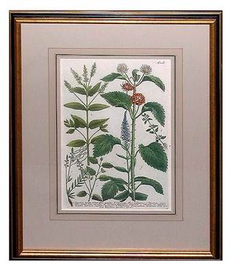 Lot 62 - After Johann Weinmann [FLORAL STUDIES] Two...