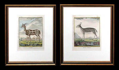 Lot 56 - After De Seve LE GUIB and RITBOK FEMELLE Two...