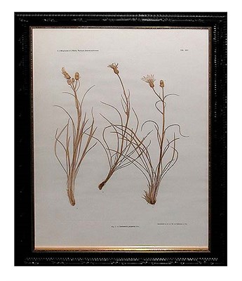 Lot 54 - Constantin von Ettingshausen and Alois Pokorny...