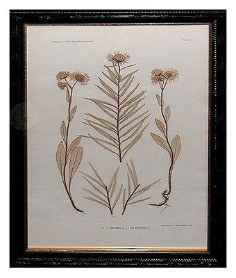 Lot 71 - Constantin von Ettingshausen and Alois Pokorny...