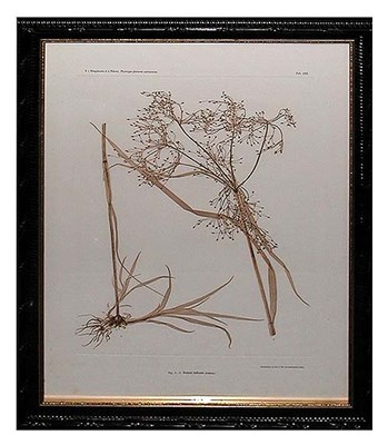 Lot 61 - Constantin von Ettingshausen and Alois Pokorny...