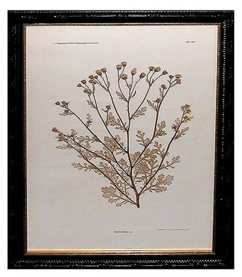 Lot 47 - Constantin von Ettingshausen and Alois Pokorny...