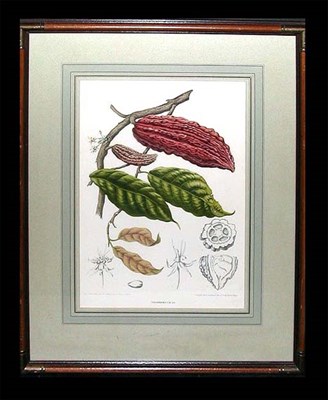 Lot 45 - After Mme Bertha Hoola van Nooten [PLANT...