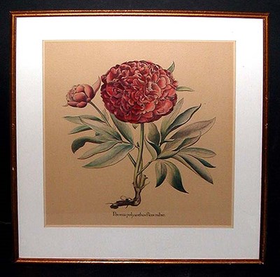 Lot 65 - Basilius Besler PEONIA POLYANTHOS FLORE RUBRO...