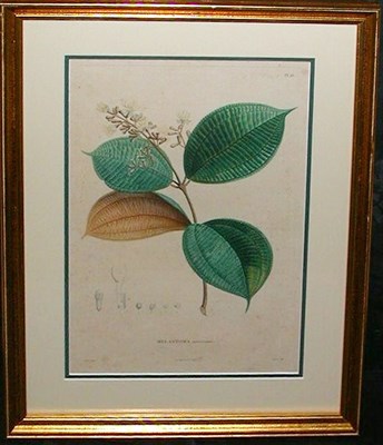 Lot 122 - After Turpin MELASTOMA Hand-colored stipple...