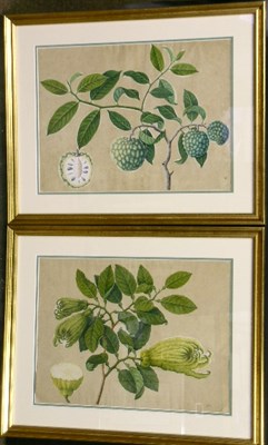 Lot 80 - Wilson 19th/20th Century School BOTANICALS:...