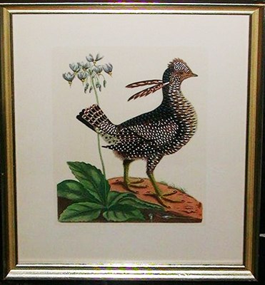Lot 108 - Mark Catesby [BIRDS] Two hand-colored...