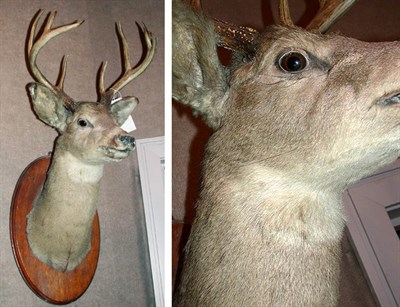 Lot 194 - Mounted Deer Head