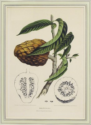 Lot 90 - After Mme Bertha Holla van Nooten ANONA...