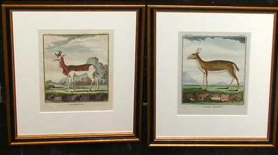 Lot 87 - After De Seve RITBOK FEMELLE and LE NANGUER...